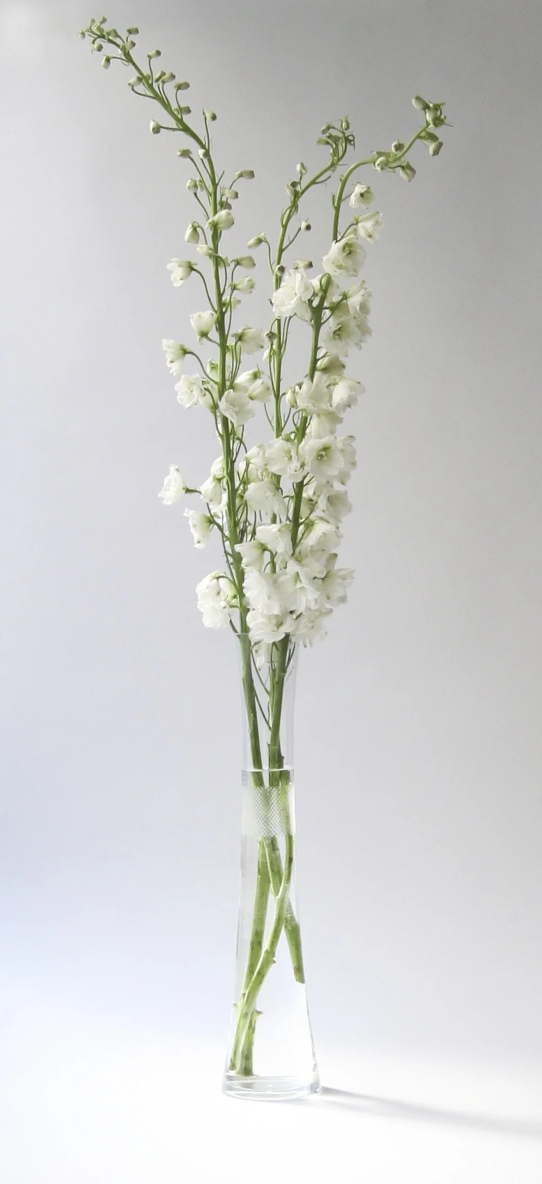 Nymphenburg Porcelain Rococo Candlesticks — Ted Muehling